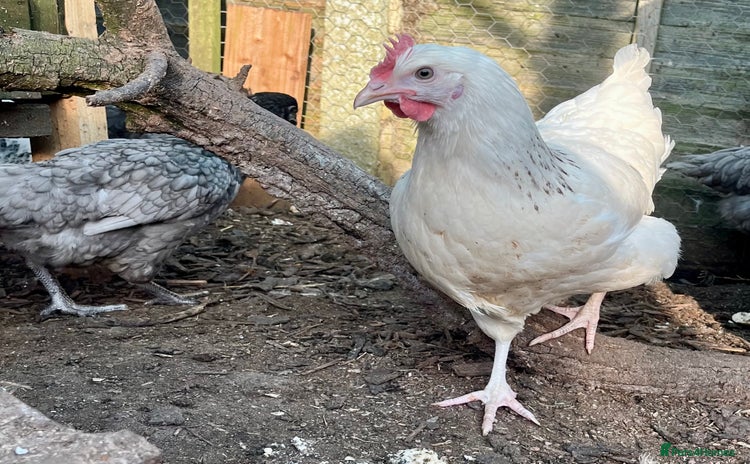 Chickens poultry - Advert 1