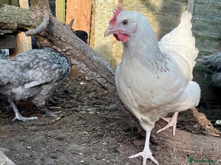 Chickens poultry - Advert 13