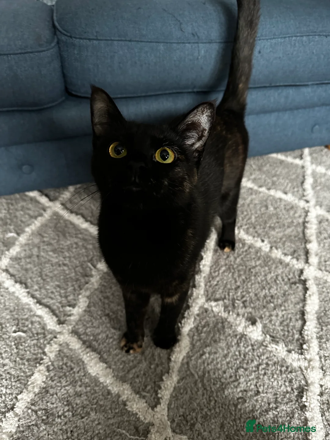 Mixed Breed cats for sale: Beautiful almost 3 year old Cat - Advert 10