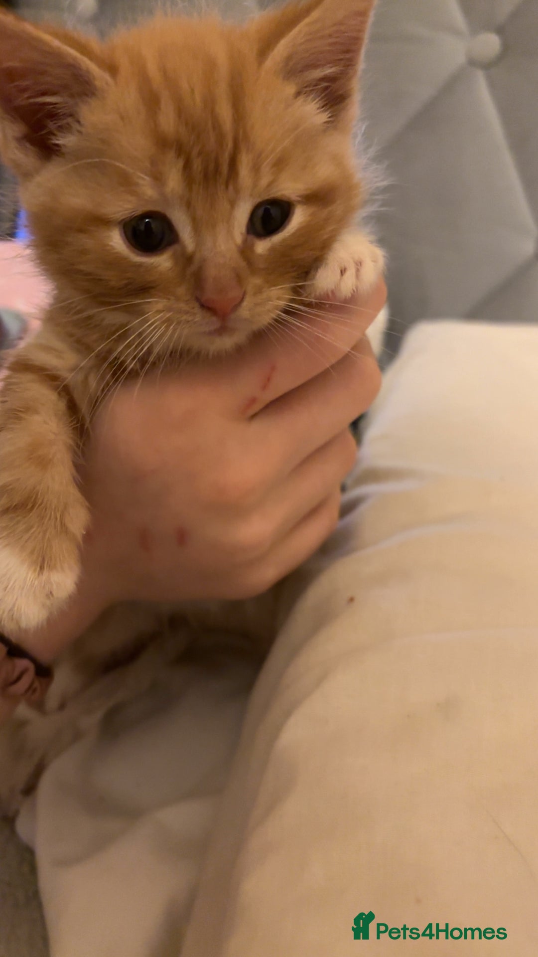 British Shorthair cats for sale: 4 kittens  - Advert 4