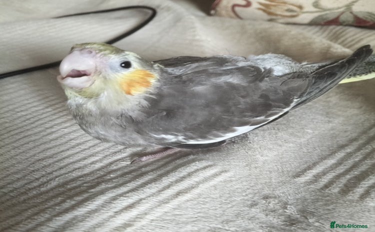 Cockatiels birds - Advert 17