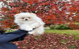 Pomeranian dogs for sale: ** Pomeranian/700g-11 week Champion EU Bloodline  - Image 13