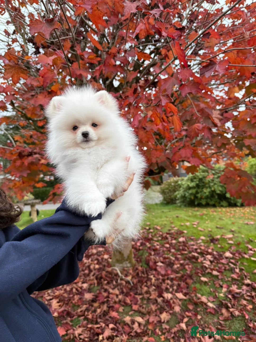 Pomeranian dogs for sale: ** Pomeranian/700g-11 week Champion EU Bloodline  - Image 13