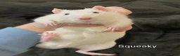 Rat rodents for sale: Ratties  - Advert 4