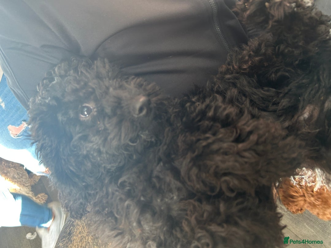 Miniature Poodle dogs for sale: Miniature poodles - Image 12
