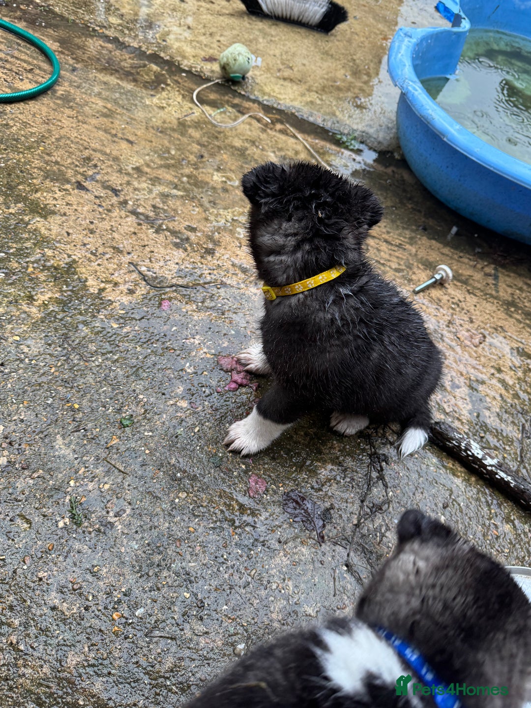 Akita dogs for sale: Black Mask American Akita Puppies - Advert 22