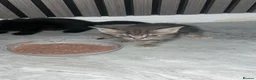 British Shorthair cats for sale: Kittens for sale  - Advert 3