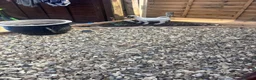 Jack Russell dogs for sale: Jack Russell pups - Advert 5