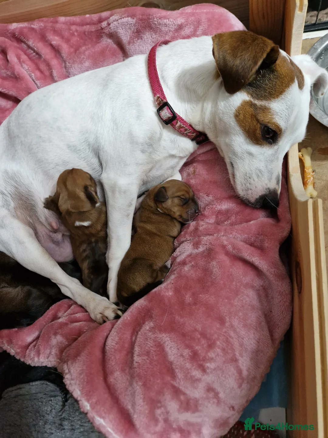 Miniature Dachshund dogs for stud: Miniature Dachshund for stud - Advert 6