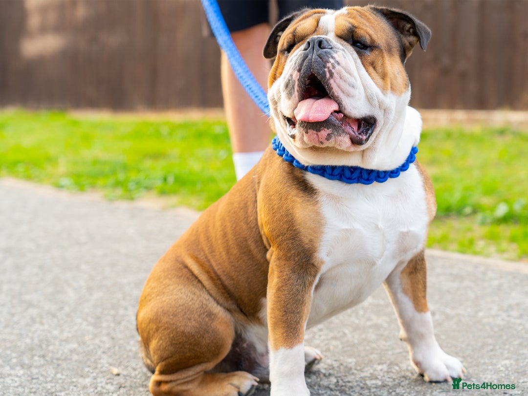 English Bulldog dogs for stud: Rocky ukbkc/nebbr registered  in Erith - Advert 2