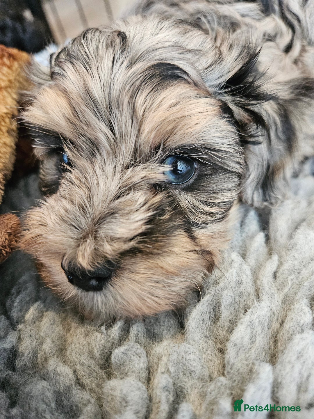 Maltipoo dogs for sale: Beautiful F1 Merle Maltipoo boy - Image 11