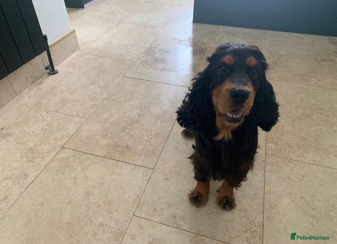 Cocker Spaniel dogs for sale: 5 year old stunning cocker spaniel pedigree - Image 4