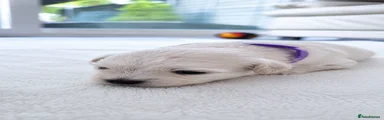Maltese 6