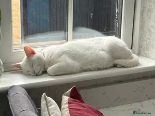 Mixed Breed cats Cat looking for quieter home - Advert 1