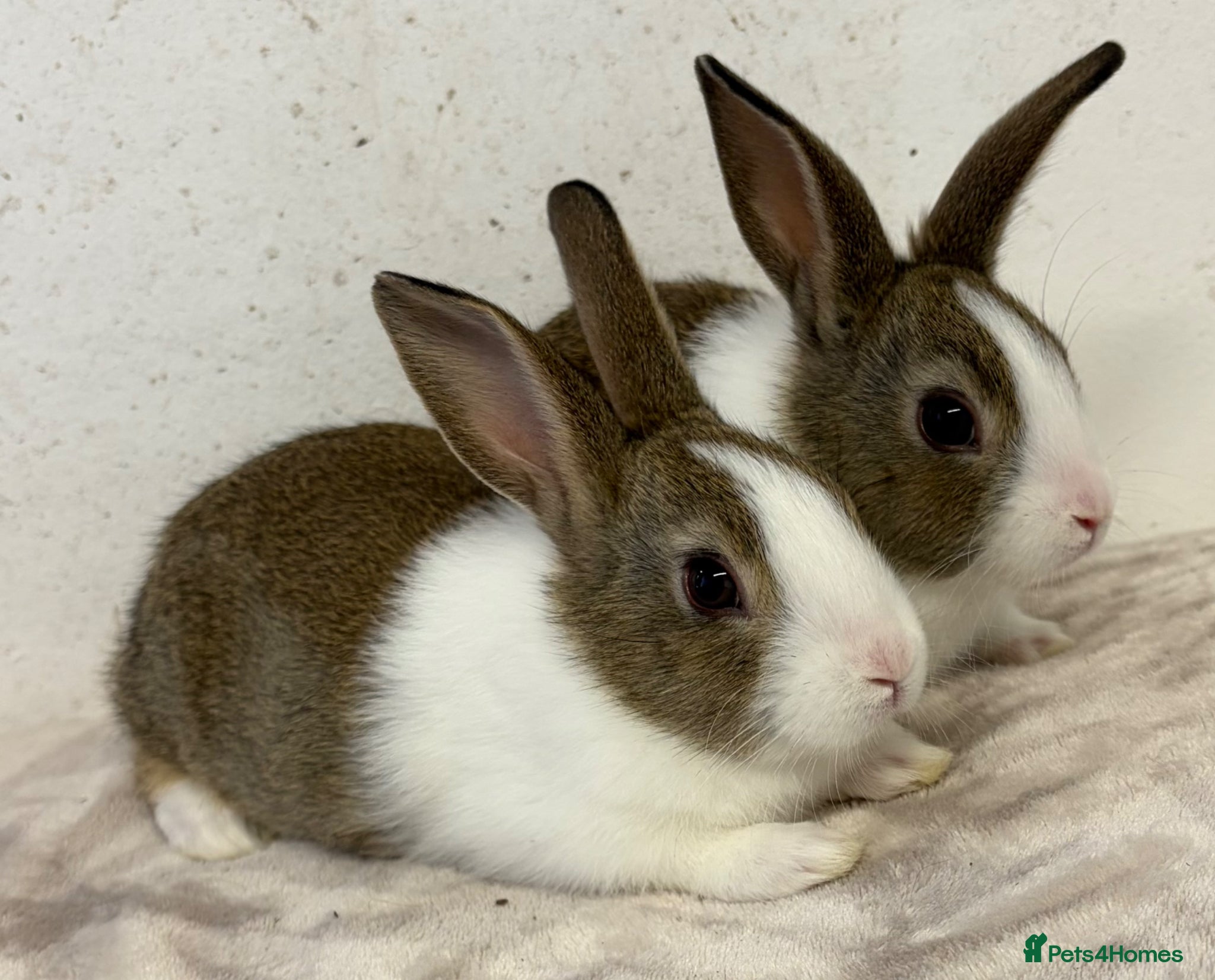 Dutch rabbits for sale: Ready now!! Baby bucks  - Advert 1