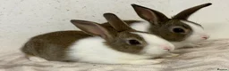 Dutch rabbits for sale: Baby Dutch bucks for sale  - Advert 1