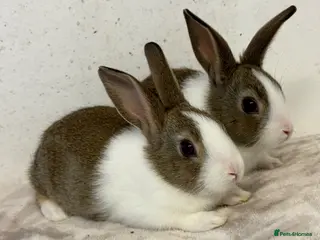 Dutch rabbits for sale: Ready now!! Baby bucks - Advert 1