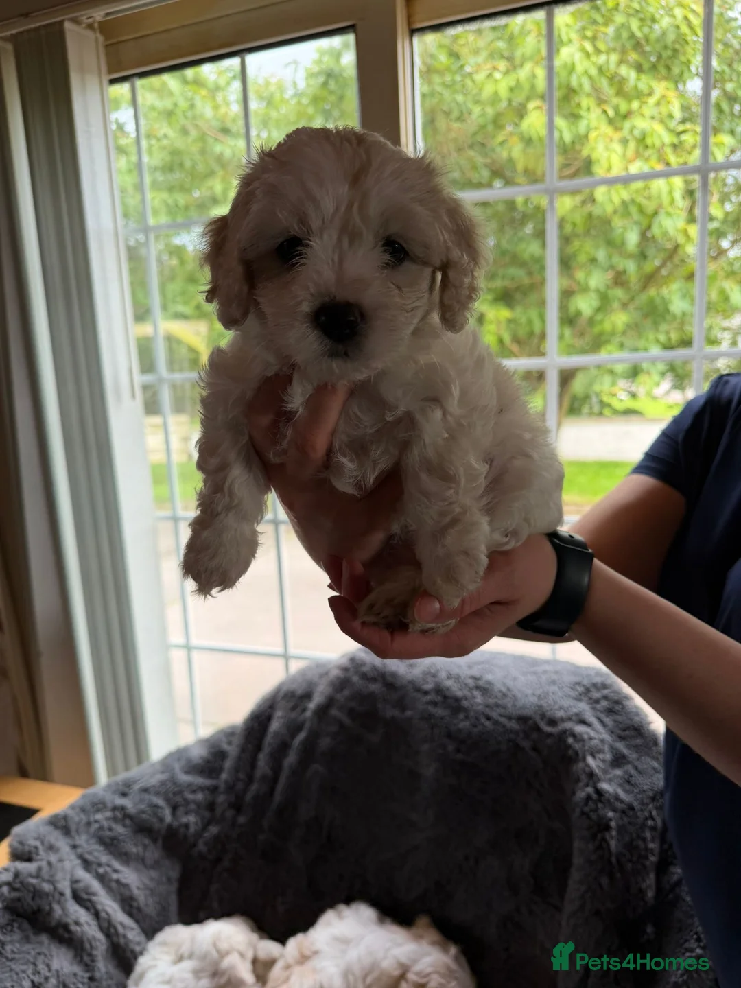 Cavachon dogs for sale: Cavachon pups  in Omagh - Advert 5