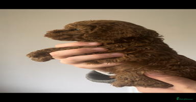 Cockapoo dogs - Advert 1