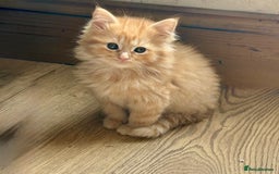 Mixed Breed cats for sale: Delightful Rag-doll Mixed Breed Kittens READY NOW! - Image 8