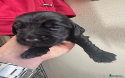 Sprocker dogs for sale: Cocker spaniel pups  - Image 8