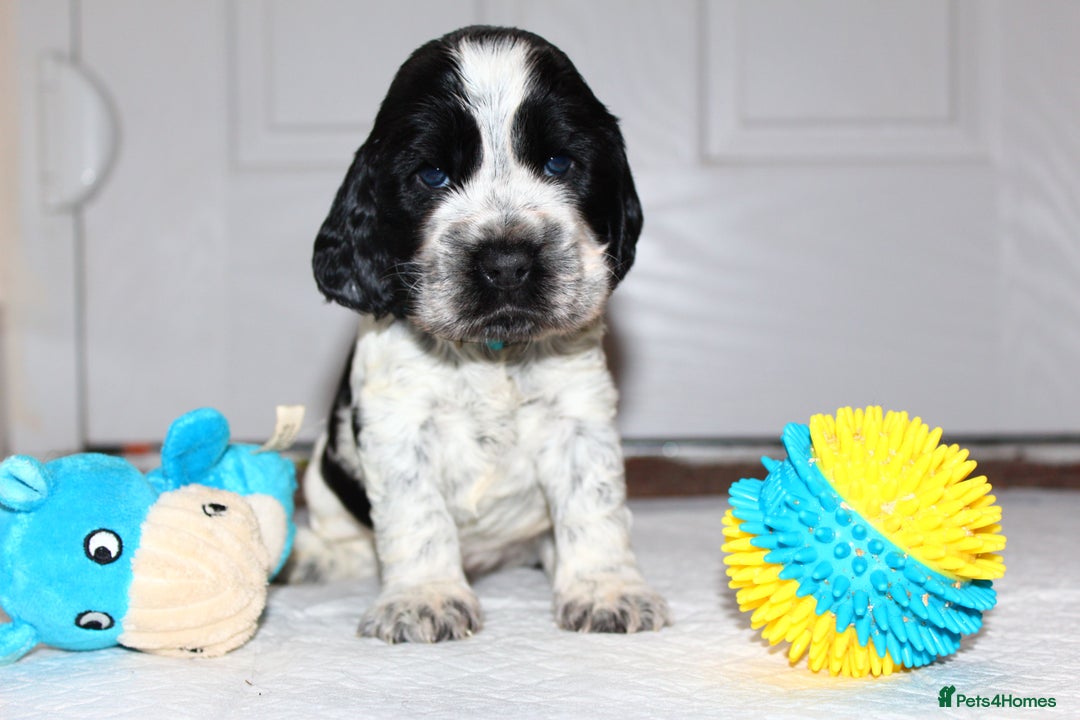Cocker Spaniel dogs for sale: KC registered Show Cocker Spaniel  - Advert 5