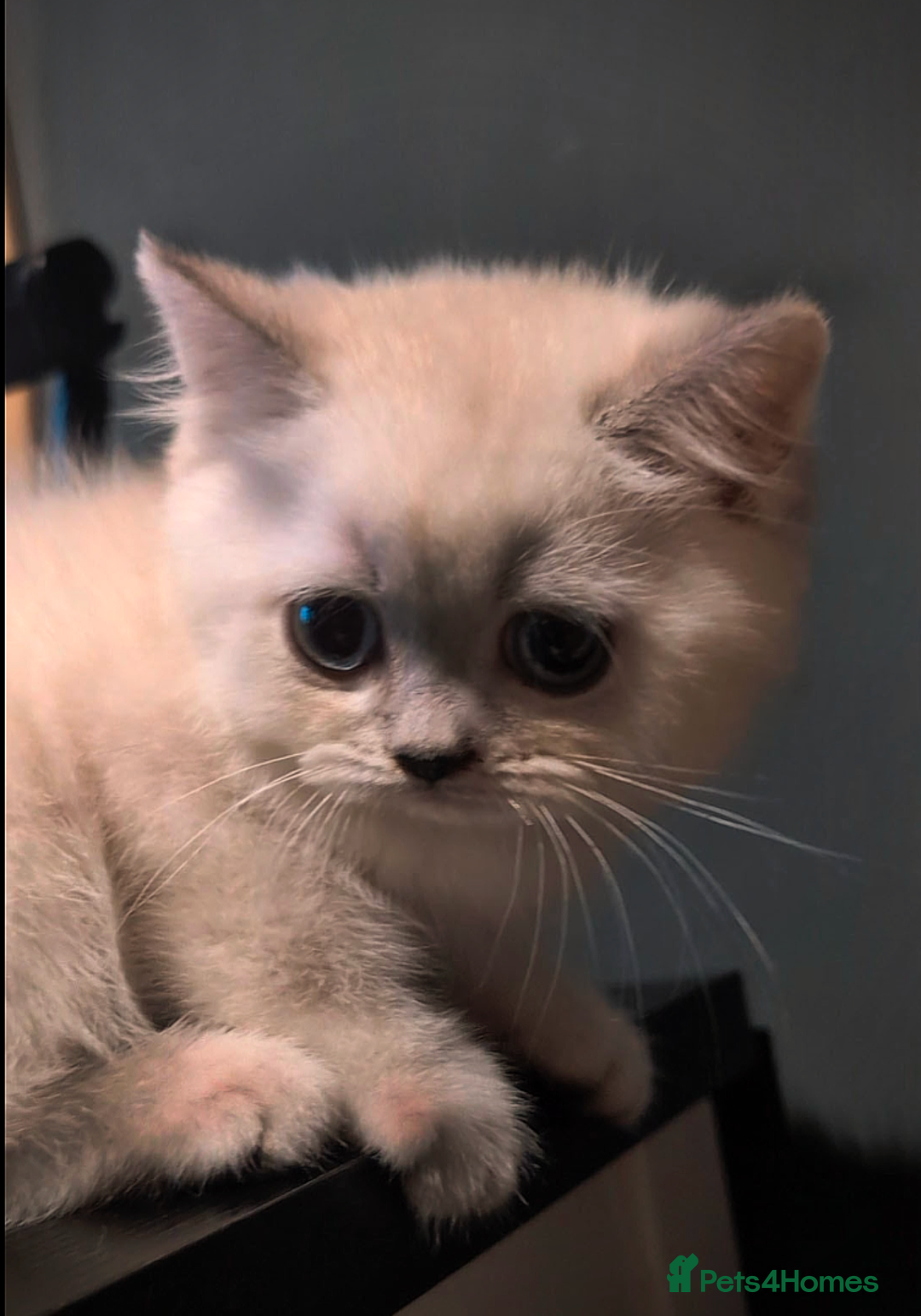 British Shorthair cats for sale: 💙❤️COLORPOINT 🐾BSH 🏆GCCF & TICA reg - Image 6