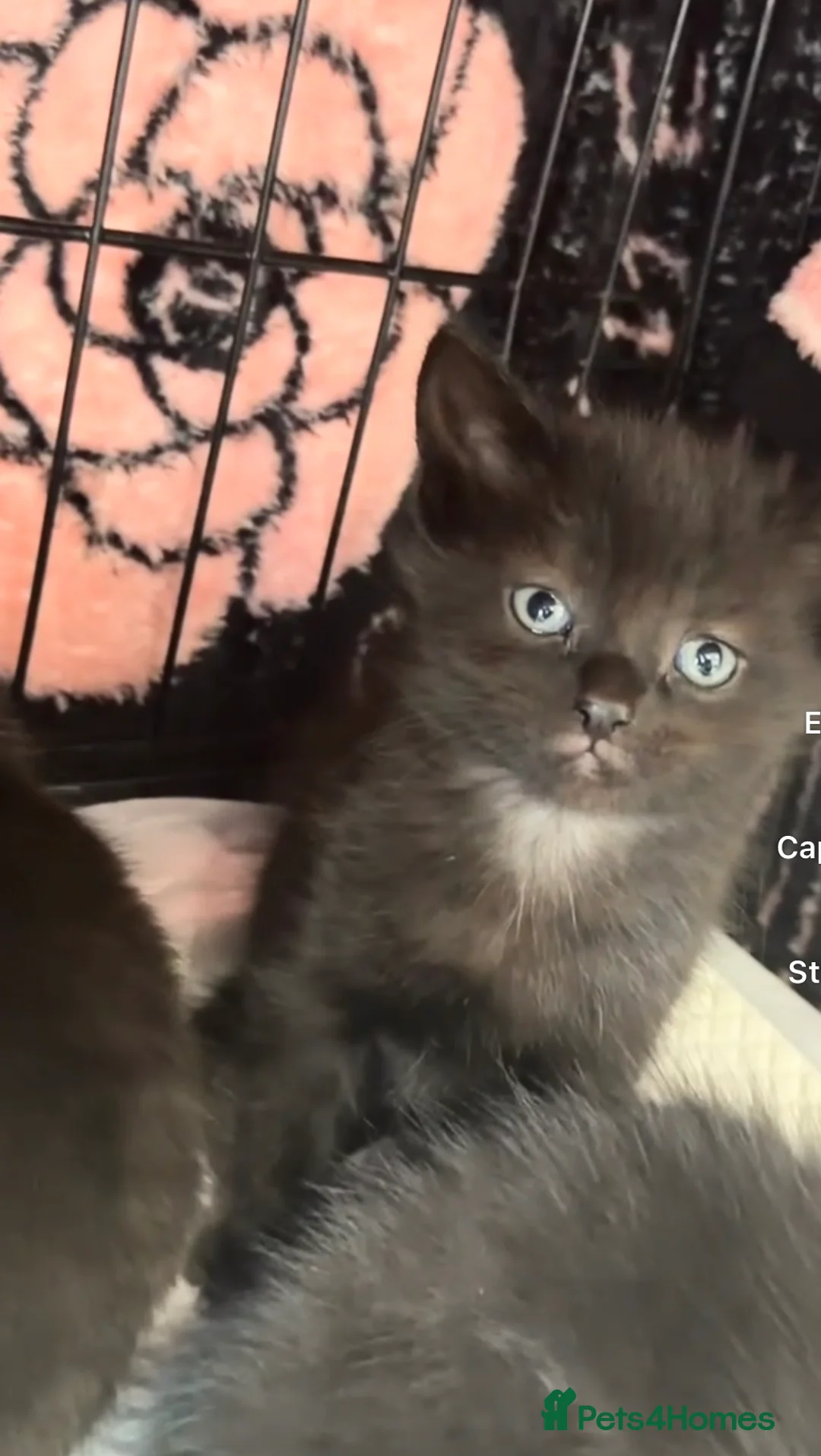 Ragdoll cats for sale: Ragdoll X Tabby  - Advert 1