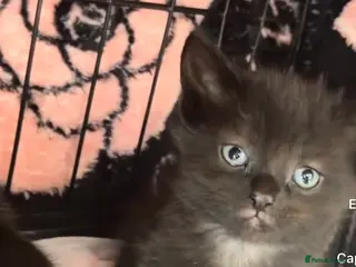 Ragdoll cats Ragdoll X Tabby - Advert 2