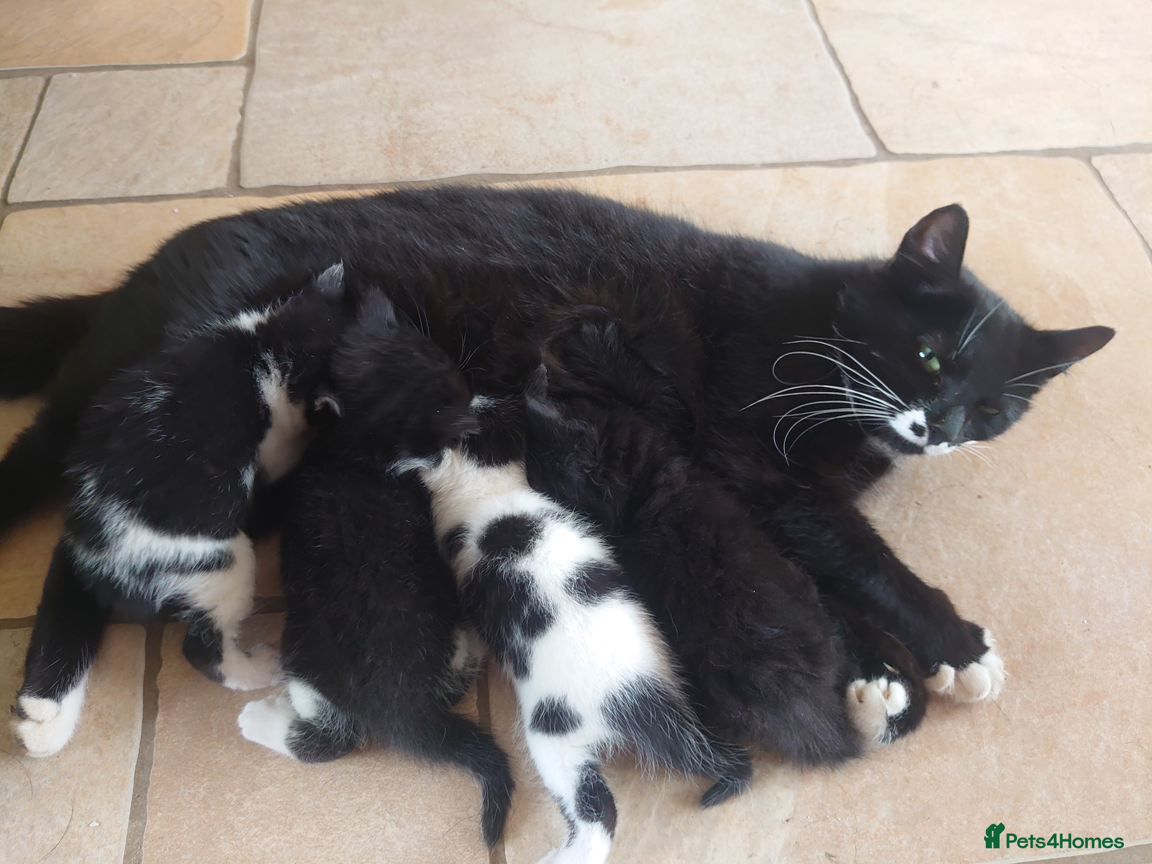 Mixed Breed cats Friendly farm kittens  - Advert 1