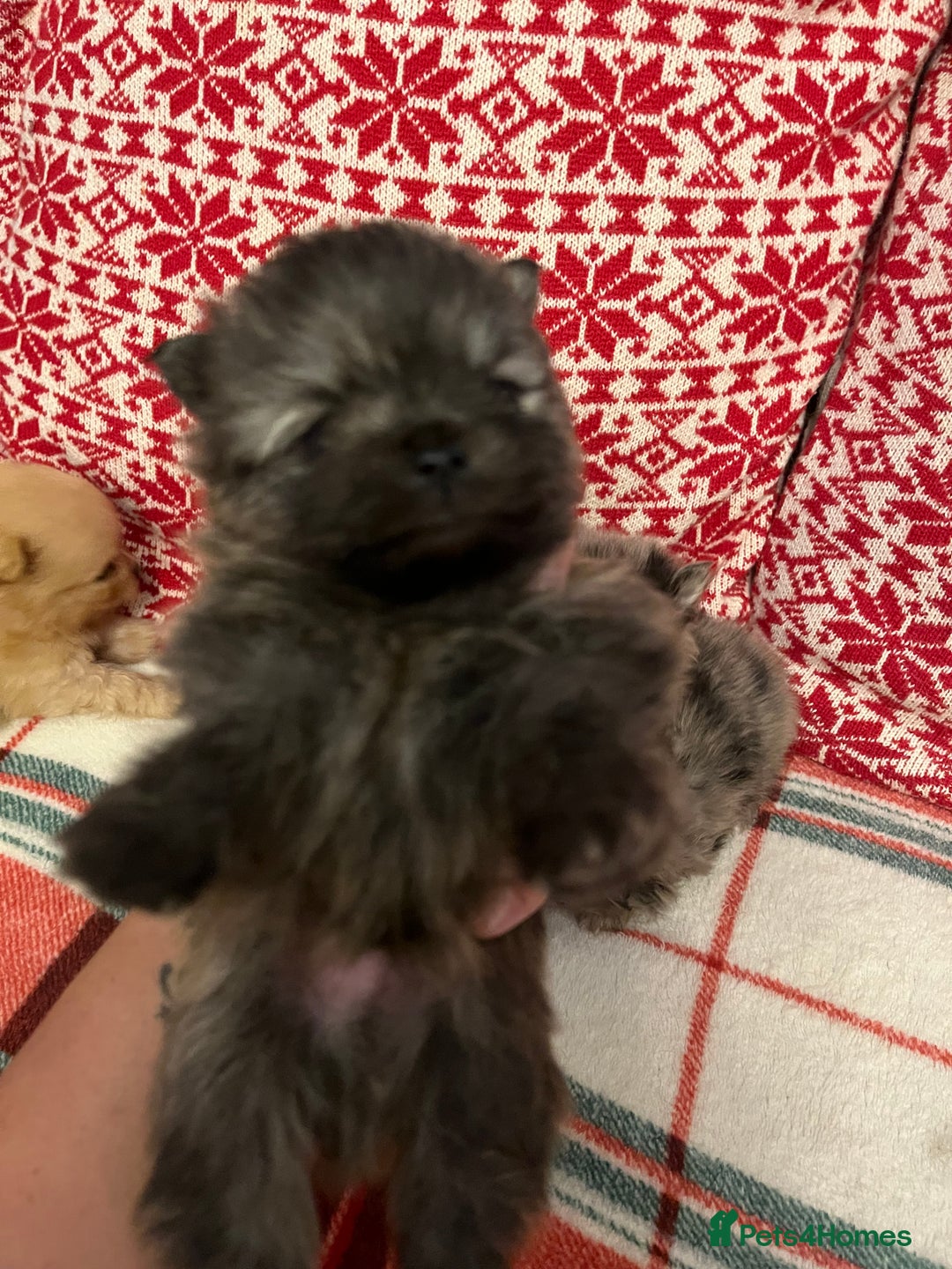 Pomeranian dogs for sale: Stunning Pomeranian puppys - Advert 11