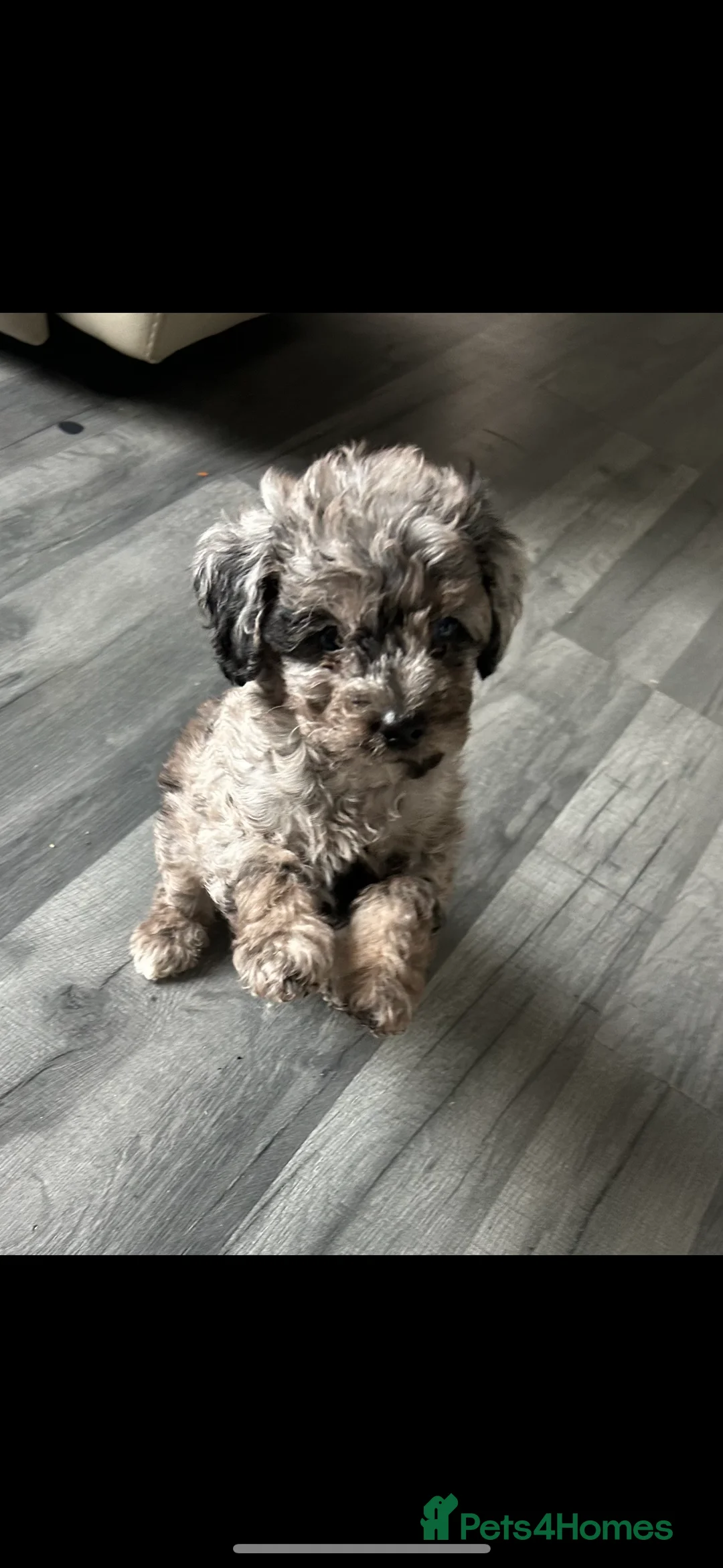 Miniature Poodle dogs for stud: Toy Merle poodle stud  in Shildon - Advert 4