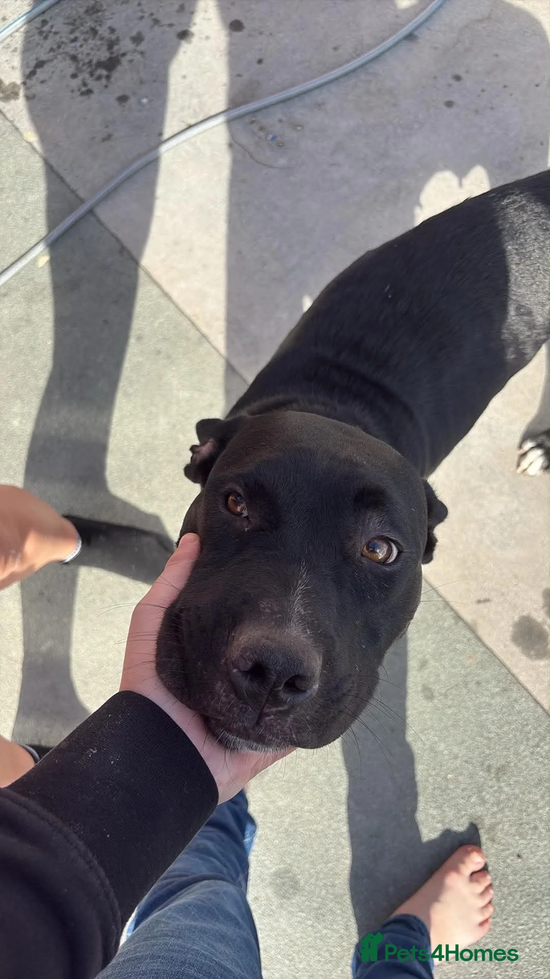 Mixed Breed dogs for sale: Panther - Advert 2