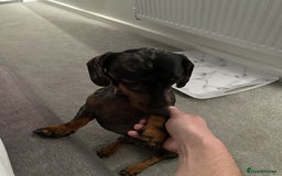 Miniature Dachshund dogs for sale: Outstanding miniature Dachshund - Advert 4