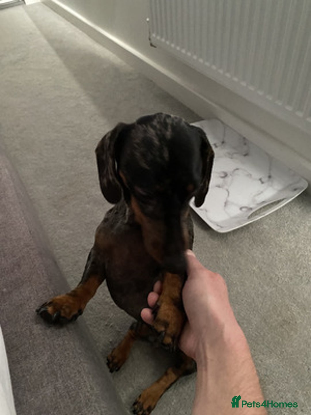 Miniature Dachshund dogs for sale: Outstanding miniature Dachshund - Advert 4