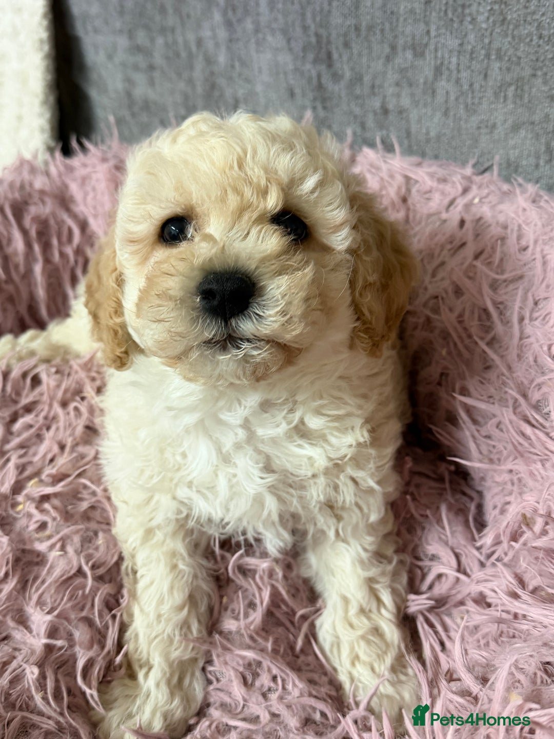 Poochon dogs for sale: Reduced Poochon Puppy   - Advert 5
