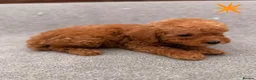 Cockapoo dogs for sale: 6 F1B COCKAPOO PUPPIES in Ashford - Advert 5
