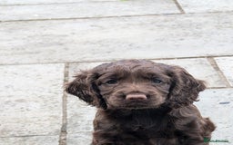 Cocker Spaniel dogs for sale: Working Cocker spaniel pups - Image 4