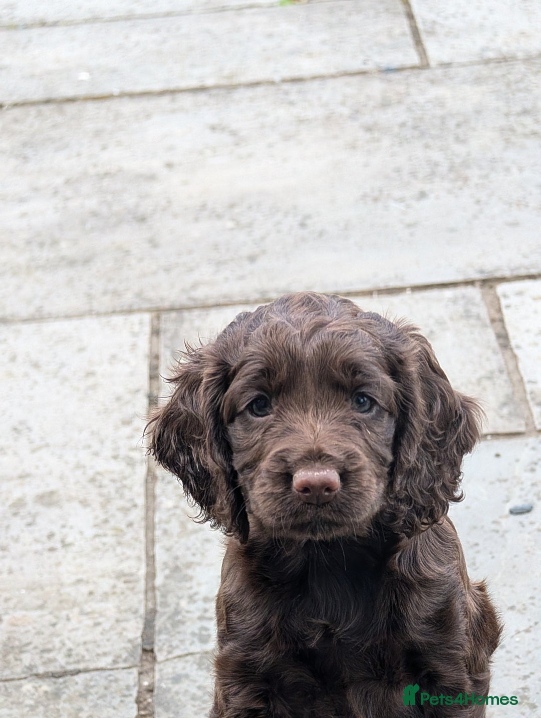 Cocker Spaniel dogs for sale: Working Cocker spaniel pups - Image 4