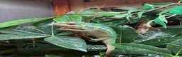Chameleon reptiles for sale: Rango the Panther Chameleon  - Advert 4