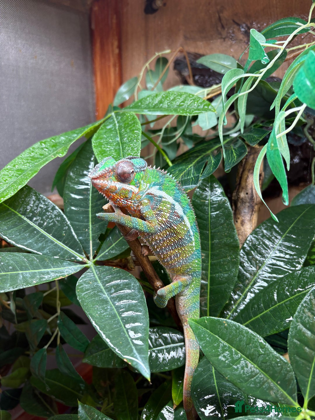 Chameleon reptiles for sale: Rango the Panther Chameleon  - Advert 4