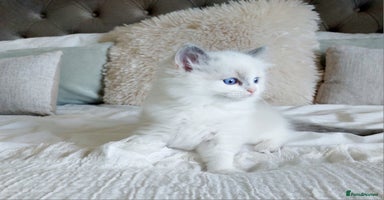 Ragdoll cats - Advert 16