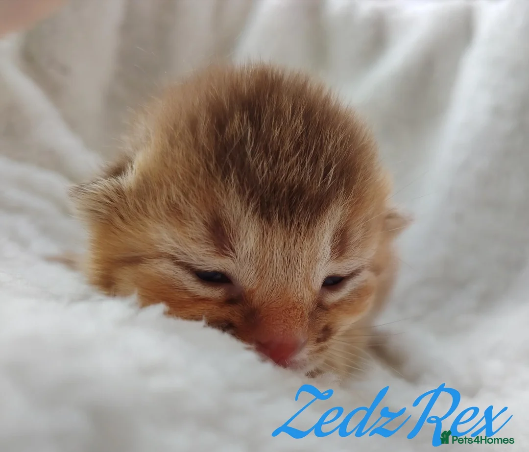 Devon Rex cats for sale: Beautiful Devon Rex x Abyssinian Kittens  - Advert 2
