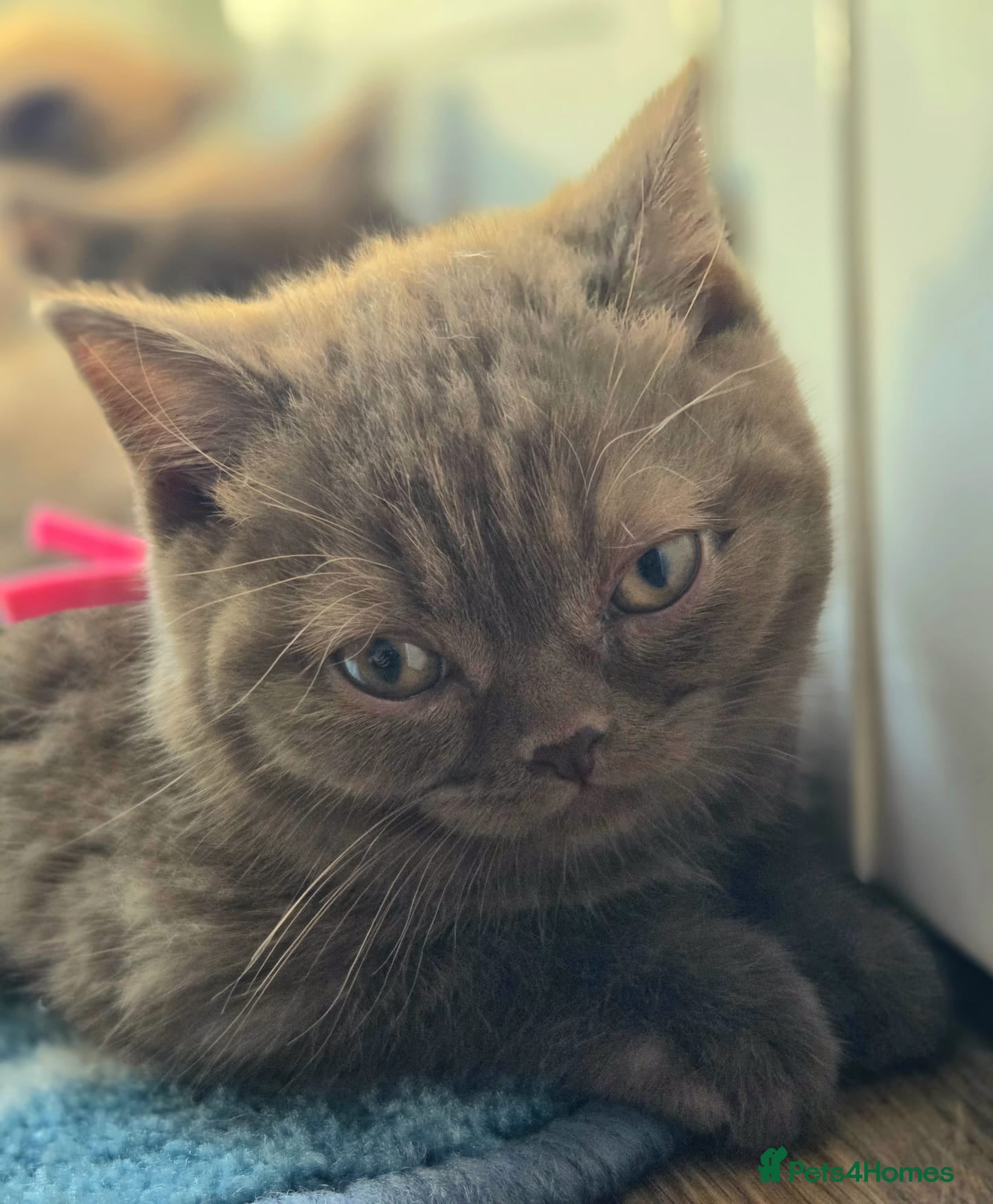British Shorthair cats Chocolate & Cinnamon ⭐ British Shorthair Kittens  - Advert 2