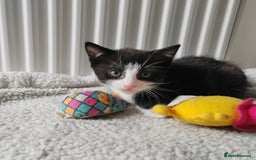 Mixed Breed cats for sale: Marble Bengal cross  - Image 17