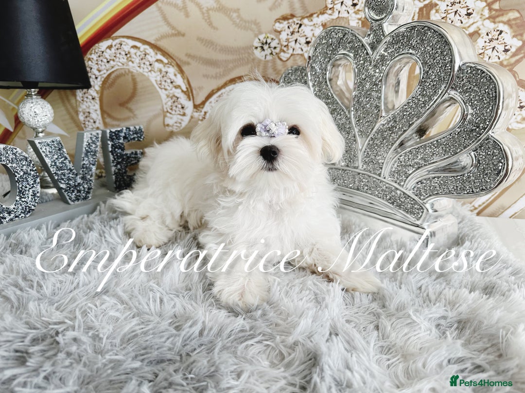 Maltese dogs for sale: KC Reg Korean type- Maltese Puppies by Emperatrice - Image 19