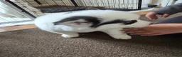 Siberian Husky dogs for sale: EBONY / ARYA SIBERIAN HUSKYS READY TO LEAVE  - Advert 29