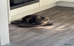 Domestic Shorthair cats for sale: Beautiful puddle of fluff - Image 7