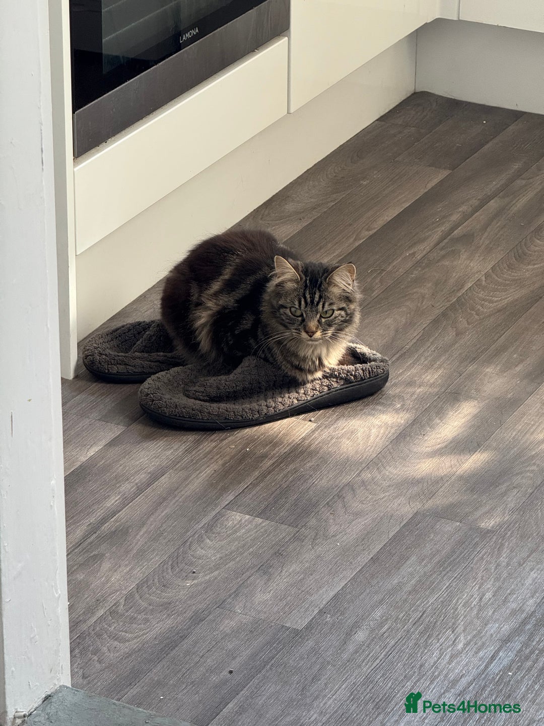 Domestic Shorthair cats for sale: Beautiful puddle of fluff - Image 7
