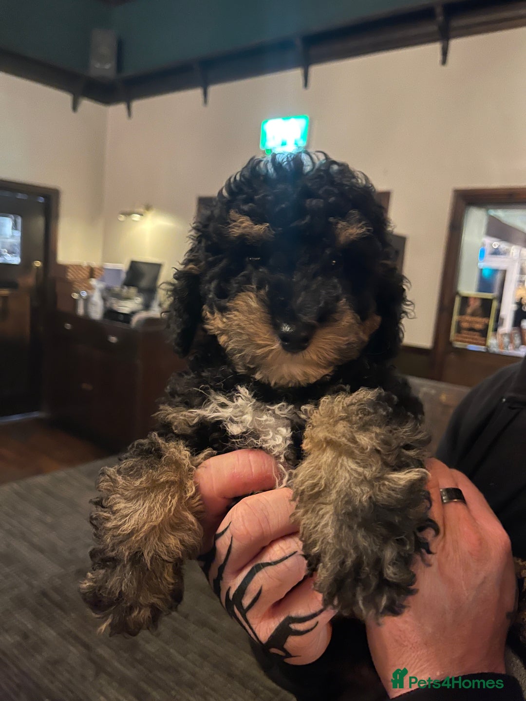 Toy Poodle dogs for sale: Toy poodle puppy  - Image 5